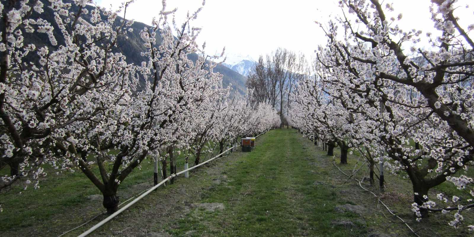 Vergers en fleurs
