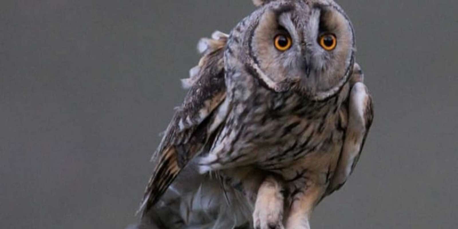 Hibou
